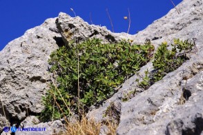 Daphne oleoides subsp. sardoa (Dafne spatolata della Sardegna)