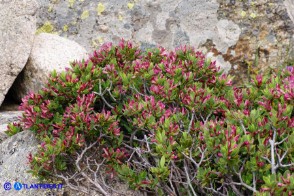 Daphne oleoides subsp. sardoa (Dafne spatolata della Sardegna)