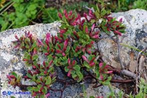 Daphne oleoides subsp. sardoa (Dafne spatolata della Sardegna)