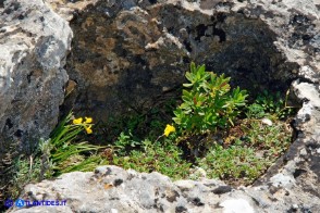 Daphne oleoides subsp. sardoa (Dafne spatolata della Sardegna)