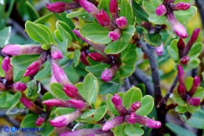 Daphne oleoides subsp. sardoa (Dafne spatolata della Sardegna)