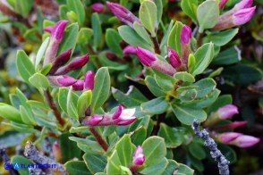 Daphne oleoides subsp. sardoa (Dafne spatolata della Sardegna)