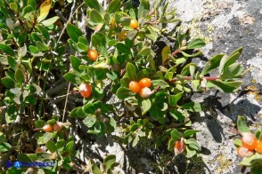 Daphne oleoides subsp. sardoa (Dafne spatolata della Sardegna)