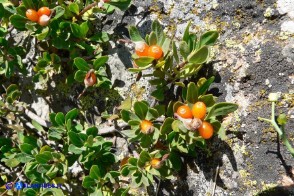 Daphne oleoides subsp. sardoa (Dafne spatolata della Sardegna)