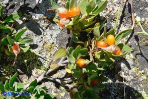 Daphne oleoides subsp. sardoa (Dafne spatolata della Sardegna)