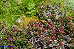 Daphne oleoides subsp. sardoa (Dafne spatolata della Sardegna)