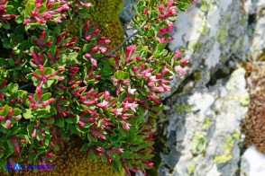 Daphne oleoides subsp. sardoa (Dafne spatolata della Sardegna)