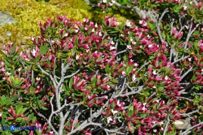 Daphne oleoides subsp. sardoa (Dafne spatolata della Sardegna)