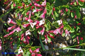 Daphne oleoides subsp. sardoa (Dafne spatolata della Sardegna)