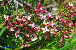 Daphne oleoides subsp. sardoa (Dafne spatolata della Sardegna)