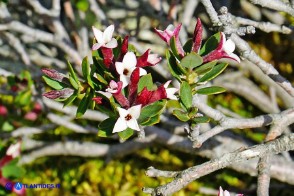 Daphne oleoides subsp. sardoa (Dafne spatolata della Sardegna)