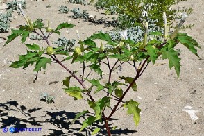 Datura stramonium (Stamonio)