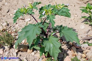 Datura stramonium (Stamonio)