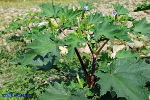 Datura stramonium (Stamonio)