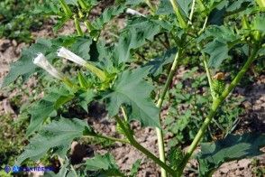 Datura stramonium (Stamonio)