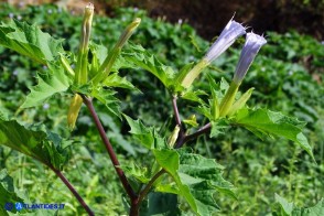 Datura stramonium (Stamonio)