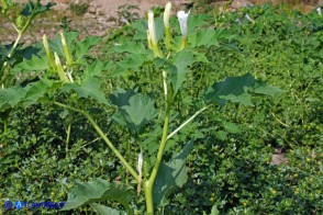 Datura stramonium (Stamonio)