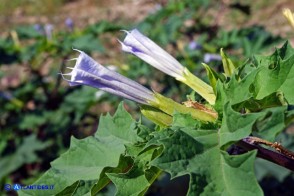 Datura stramonium (Stamonio)