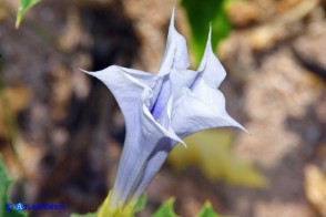 Datura stramonium (Stamonio)