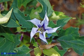 Datura stramonium (Stamonio)