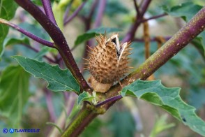 Datura stramonium (Stamonio): il frutto