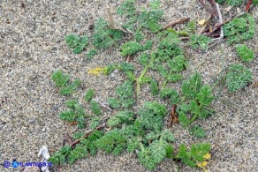 Daucus pumilus (Carota delle spiagge)