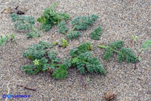 Daucus pumilus (Carota delle spiagge)