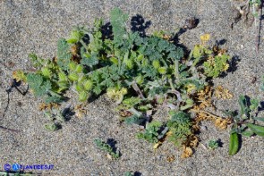 Daucus pumilus (Carota delle spiagge)