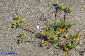 Daucus pumilus (Carota delle spiagge)