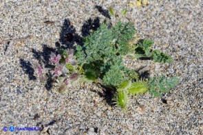 Daucus pumilus (Carota delle spiagge)