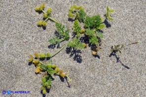 Daucus pumilus (Carota delle spiagge)