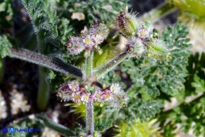 Daucus pumilus (Carota delle spiagge)