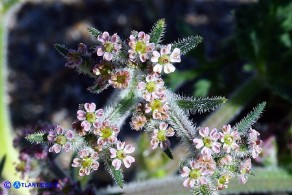 Daucus pumilus (Carota delle spiagge)