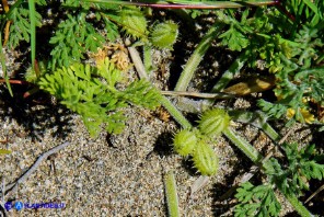 Daucus pumilus (Carota delle spiagge)