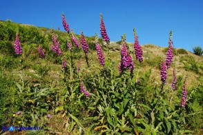 Digitalis purpurea (Digitale rossa)