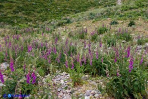 Digitalis purpurea (Digitale rossa)