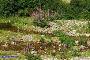 Digitalis purpurea (Digitale rossa)