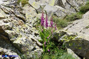 Digitalis purpurea (Digitale rossa)