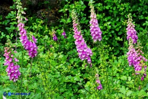 Digitalis purpurea (Digitale rossa)