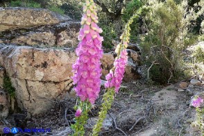 Digitalis purpurea (Digitale rossa)