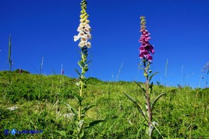 Digitalis purpurea (Digitale rossa): apocromatica e normale