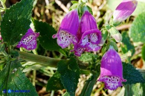 Digitalis purpurea (Digitale rossa)