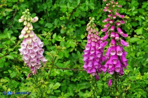 Digitalis purpurea (Digitale rossa)