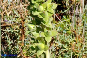 Digitalis purpurea (Digitale rossa): i frutti