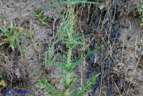 Dipsacus ferox (Scardaccione spinosissimo)
