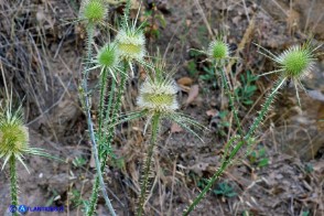 Dipsacus ferox (Scardaccione spinosissimo)