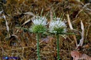 Dipsacus ferox (Scardaccione spinosissimo)