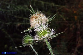 Dipsacus ferox (Scardaccione spinosissimo)