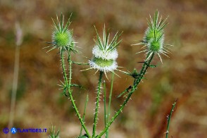 Dipsacus ferox (Scardaccione spinosissimo)