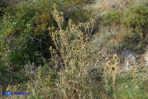 Dipsacus ferox (Scardaccione spinosissimo)